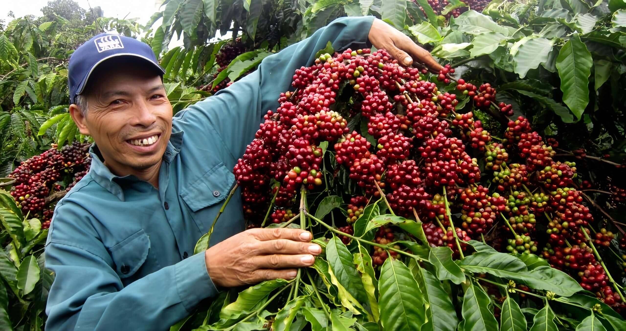 Ein lächelnder Kaffeebauer mit einem Zweig voller reifer roter Kaffeekirschen